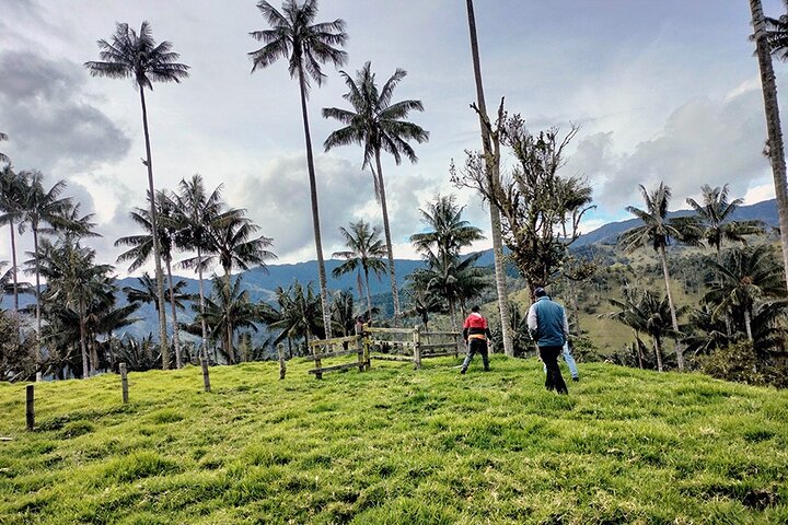 Tour La Carbonera. A large forest of Palmas de Cera