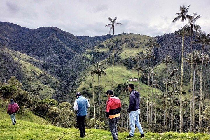 Tour La Carbonera. A large forest of Palmas de Cera