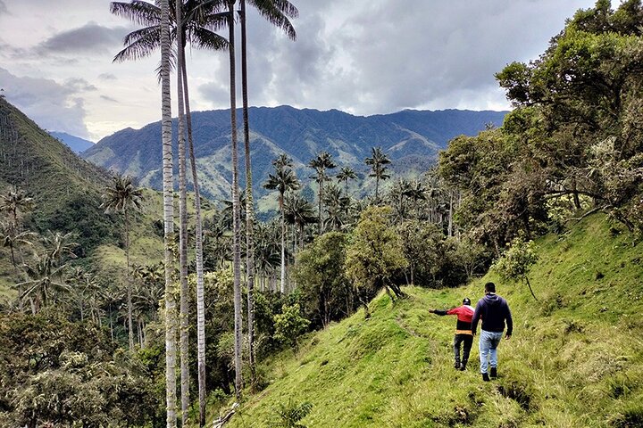 Tour La Carbonera. A large forest of Palmas de Cera