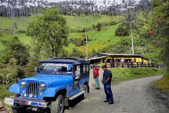 Tour La Carbonera. A large forest of Palmas de Cera