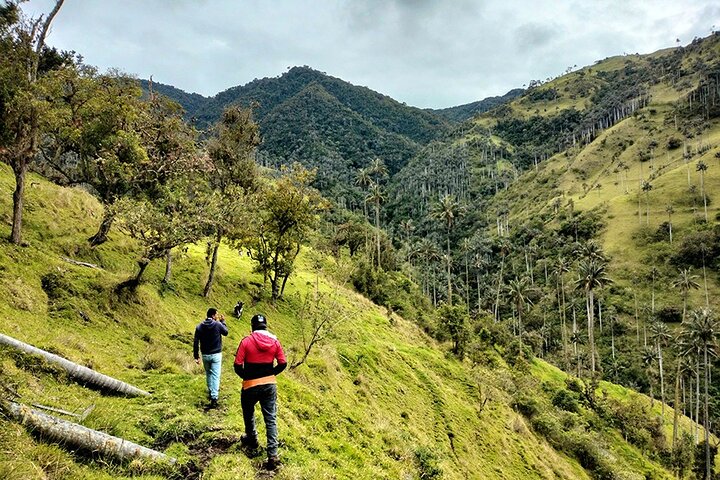 Tour La Carbonera. A large forest of Palmas de Cera