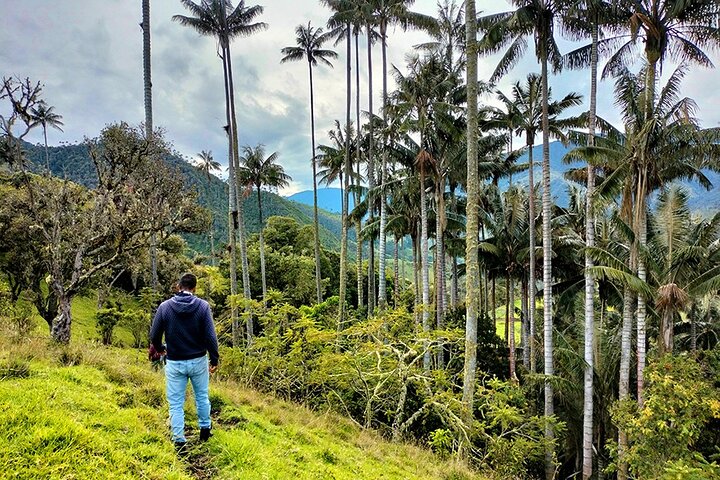 Tour La Carbonera. A large forest of Palmas de Cera