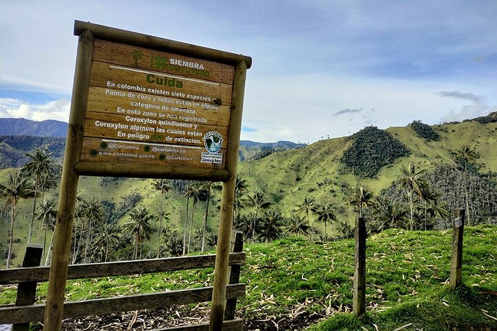 Tour La Carbonera. A large forest of Palmas de Cera