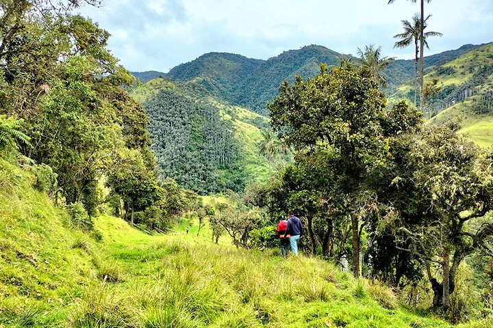 Tour La Carbonera. A large forest of Palmas de Cera