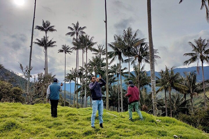 Tour La Carbonera. A large forest of Palmas de Cera