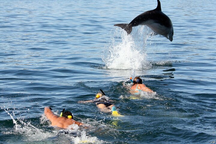 Side Dolphin Island Boat Trip With Lunch And Soft Drinks