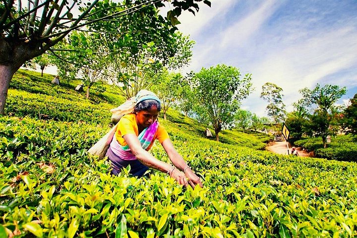 Horton Plains Park & Worlds End Guided Trekking From Nuwara Eliya