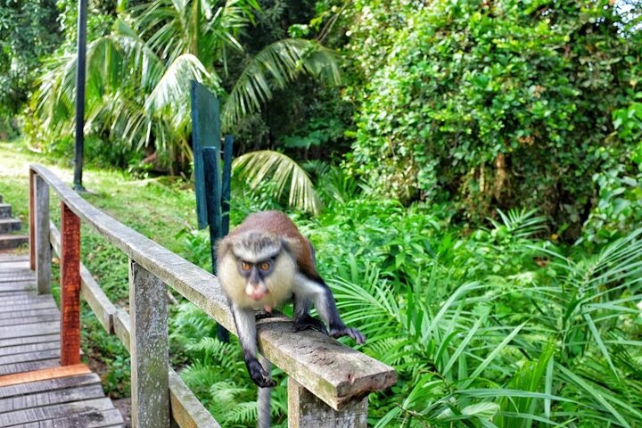Lekki Conservation Center Extraordinary Tour