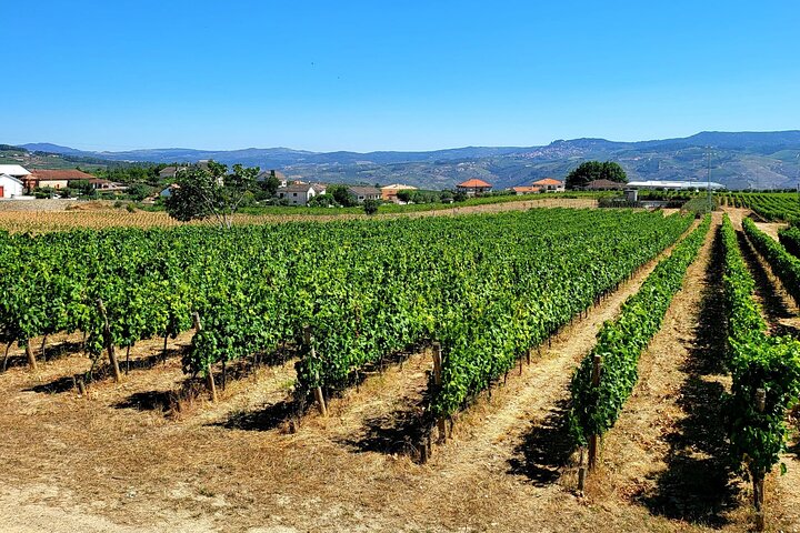 Private Douro Valley Tour (2 wineries + boat)