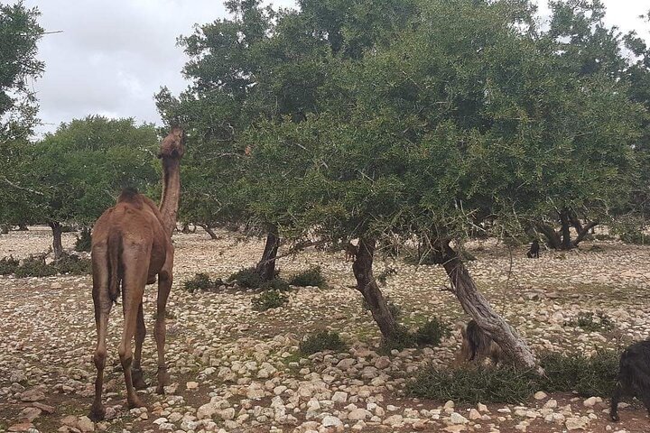 Private transfer Marrakech to Essaouira or Essaouira toMarrakech
