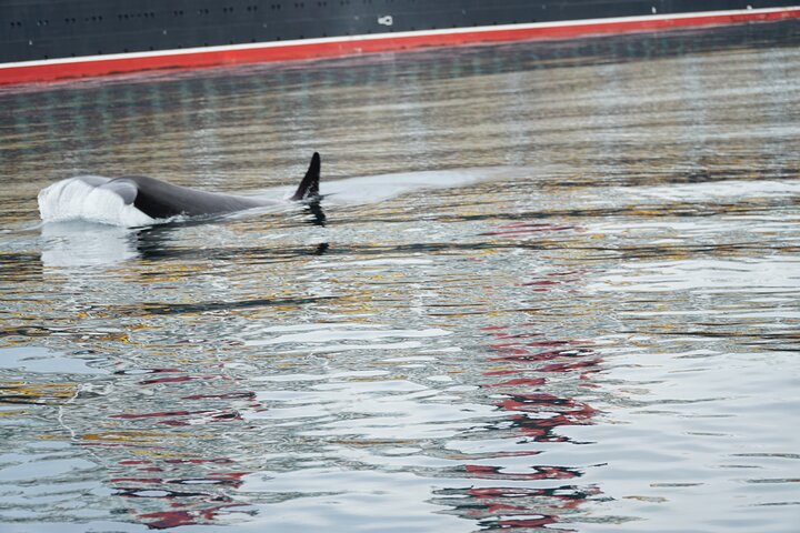 "Catch of the day" Whale-watching, Icy strait point, Hoonah