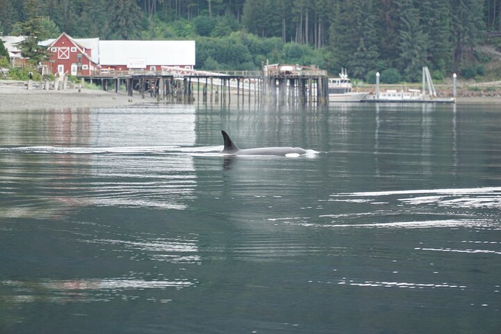 "Catch of the day" Whale-watching, Icy strait point, Hoonah