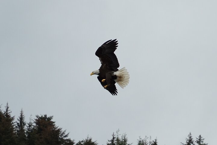 "Catch of the day" Whale-watching, Icy strait point, Hoonah