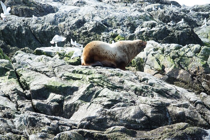 "Catch of the day" Whale-watching, Icy strait point, Hoonah