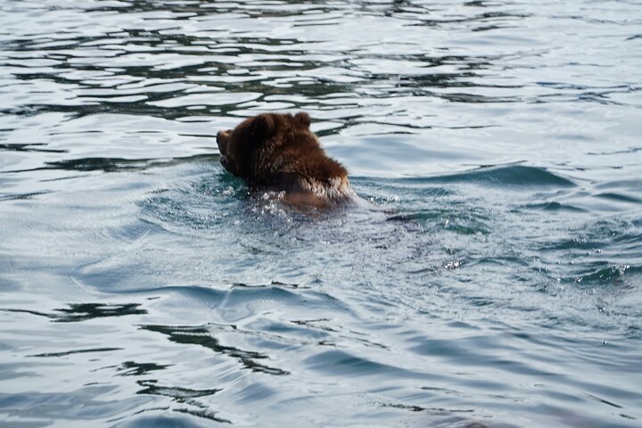 "Catch of the day" Whale-watching, Icy strait point, Hoonah