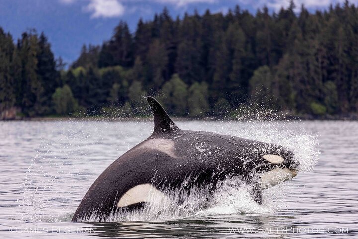 "Catch of the day" Whale-watching, Icy strait point, Hoonah