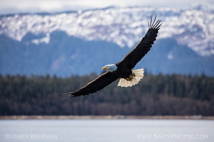 "Catch of the day" Whale-watching, Icy strait point, Hoonah