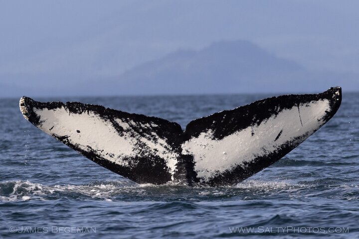 "Catch of the day" Whale-watching, Icy strait point, Hoonah