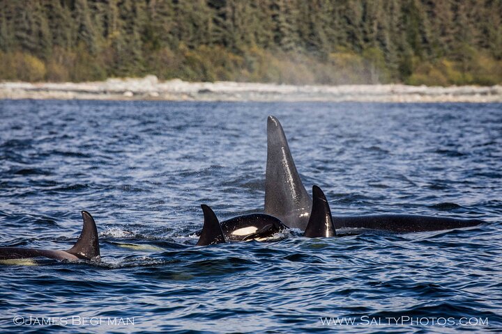 "Catch of the day" Whale-watching, Icy strait point, Hoonah
