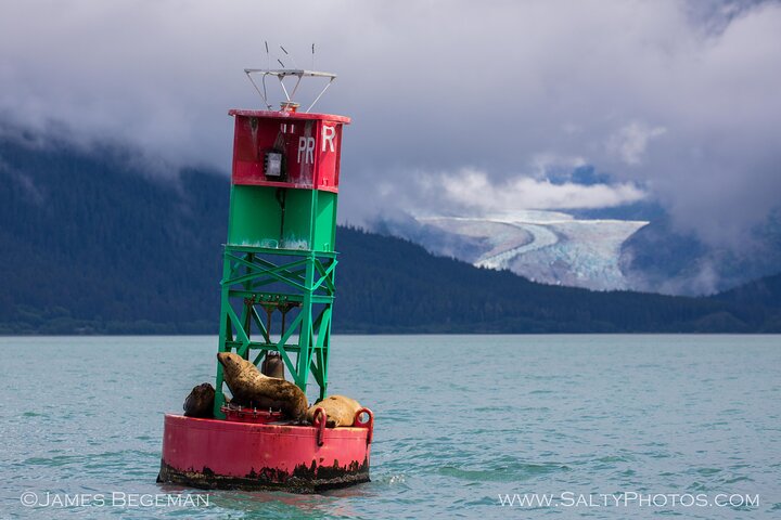 "Catch of the day" Whale-watching, Icy strait point, Hoonah