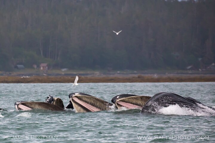 "Catch of the day" Whale-watching, Icy strait point, Hoonah
