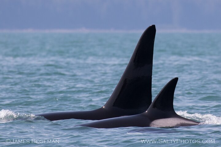 "Catch of the day" Whale-watching, Icy strait point, Hoonah