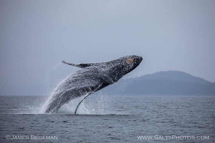 "Catch of the day" Whale-watching, Icy strait point, Hoonah