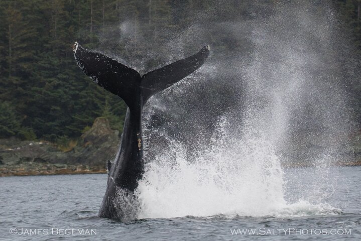 "Catch of the day" Whale-watching, Icy strait point, Hoonah