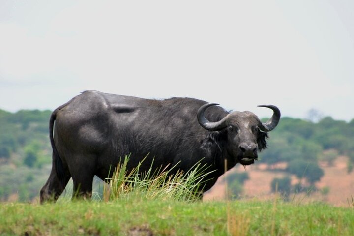 Chobe Full Day Trip From Victoria Falls