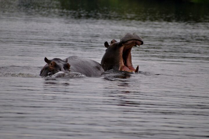 Chobe Full Day Trip From Victoria Falls
