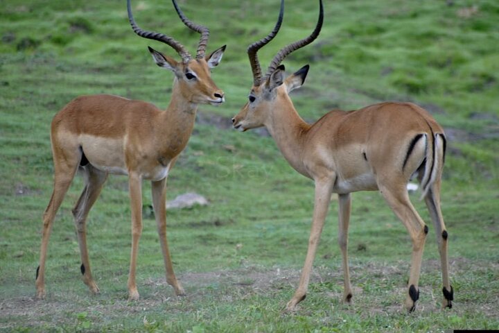 Chobe Full Day Trip From Victoria Falls