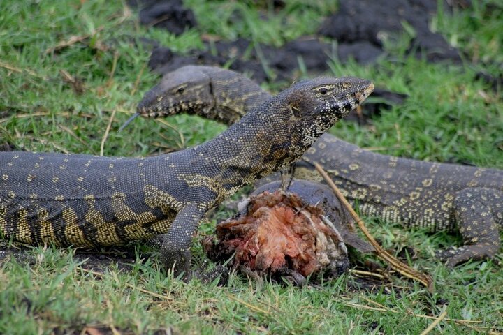 Chobe Full Day Trip From Victoria Falls