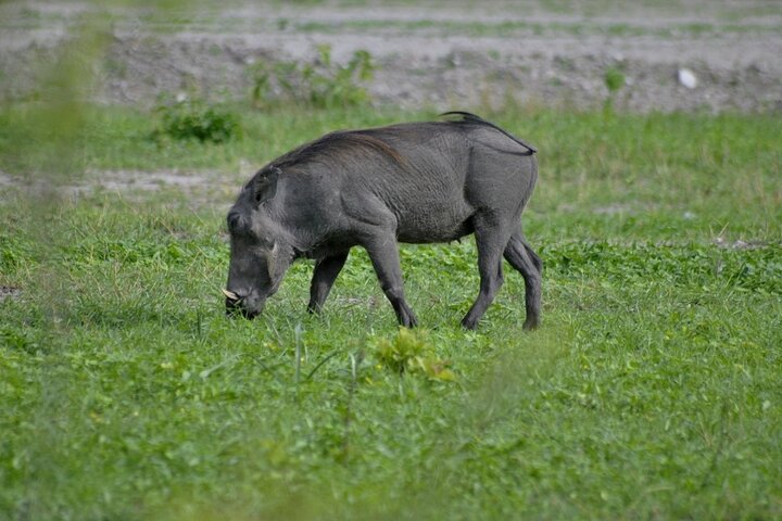 Chobe Full Day Trip From Victoria Falls