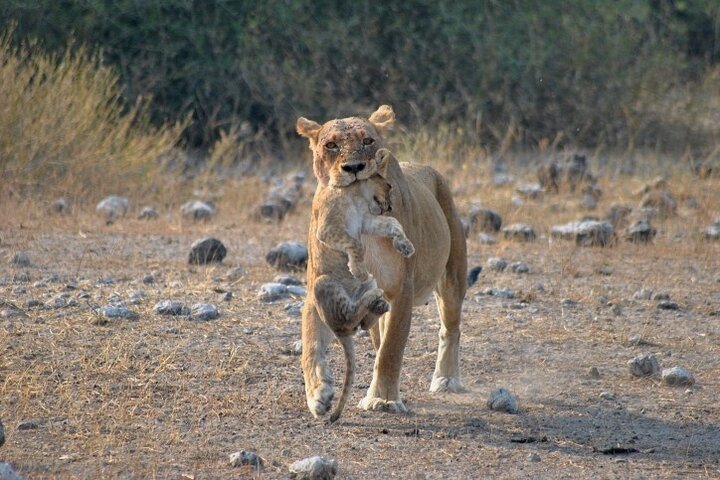 Chobe Full Day Trip From Victoria Falls