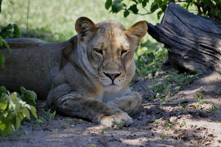 Chobe Full Day Trip From Victoria Falls