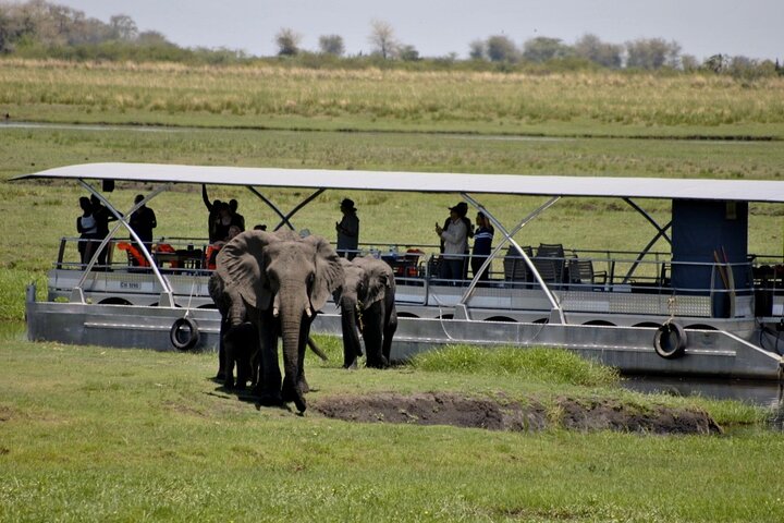 Chobe Full Day Trip From Victoria Falls