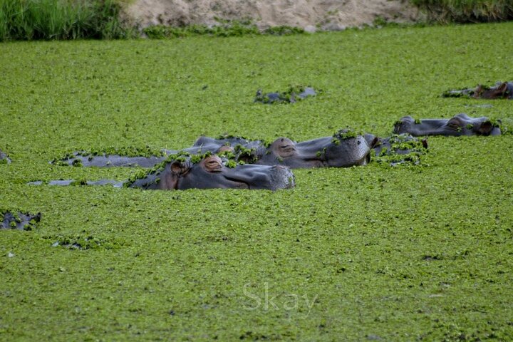Chobe Full Day Trip From Victoria Falls