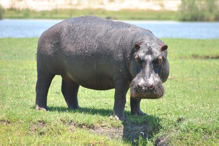 Chobe Full Day Trip From Victoria Falls