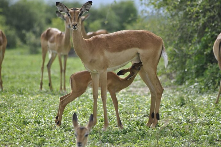 Chobe Full Day Trip From Victoria Falls