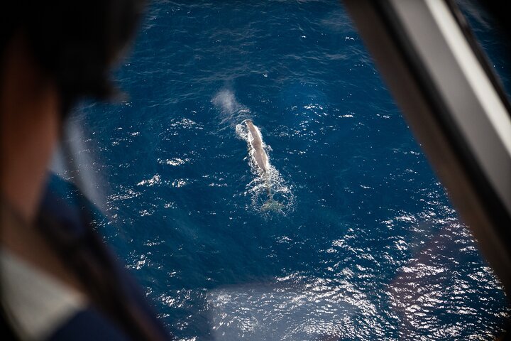 Kaikōura Whale Watching Scenic Flight (40 Minutes)