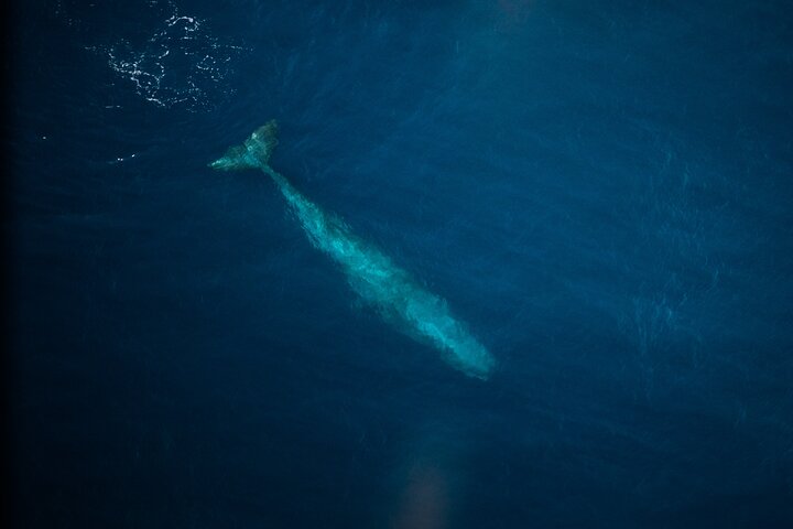 Kaikōura Whale Watching Scenic Flight (40 Minutes)