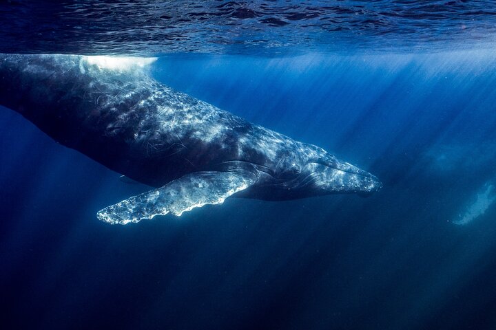 Ocean Safari: Sea Lions, Mobula Rays, Dolphins, Orcas & Whales