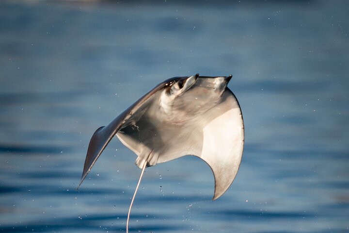 Ocean Safari: Sea Lions, Mobula Rays, Dolphins, Orcas & Whales
