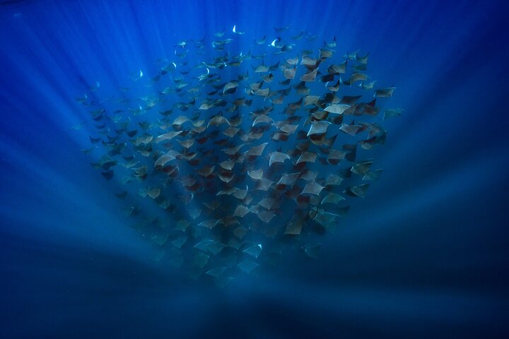Ocean Safari: Sea Lions, Mobula Rays, Dolphins, Orcas & Whales