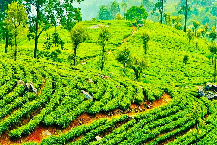 Horton Plains Park & Worlds End Guided Trekking From Nuwara Eliya