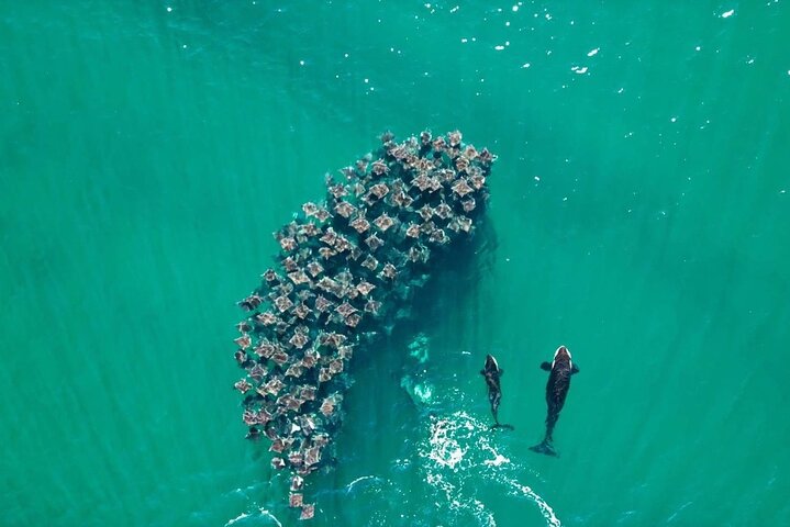 Ocean Safari: Sea Lions, Mobula Rays, Dolphins, Orcas & Whales