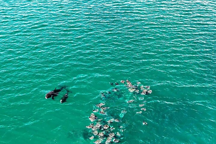Ocean Safari: Sea Lions, Mobula Rays, Dolphins, Orcas & Whales