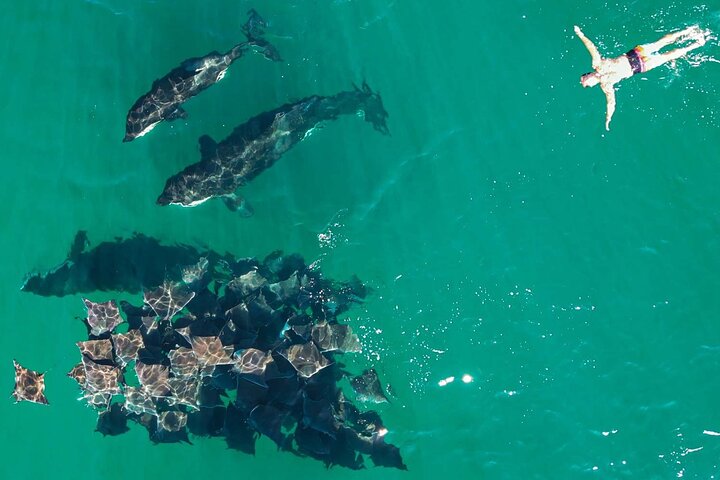 Ocean Safari: Sea Lions, Mobula Rays, Dolphins, Orcas & Whales