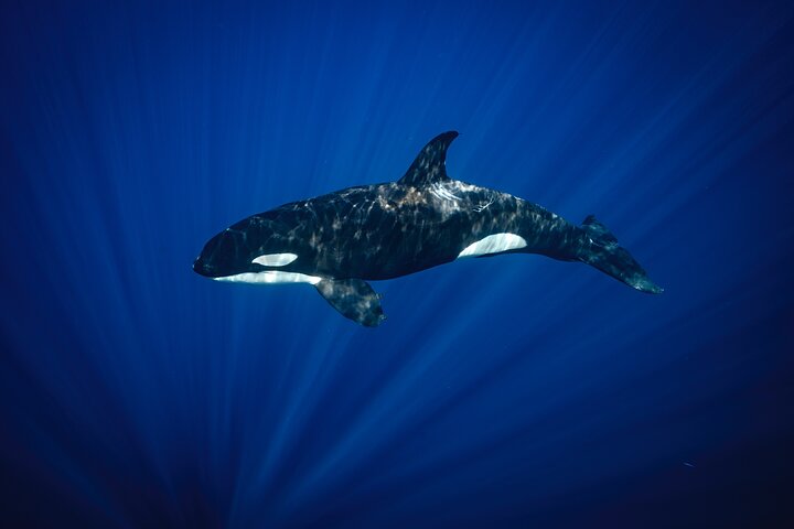Ocean Safari: Sea Lions, Mobula Rays, Dolphins, Orcas & Whales