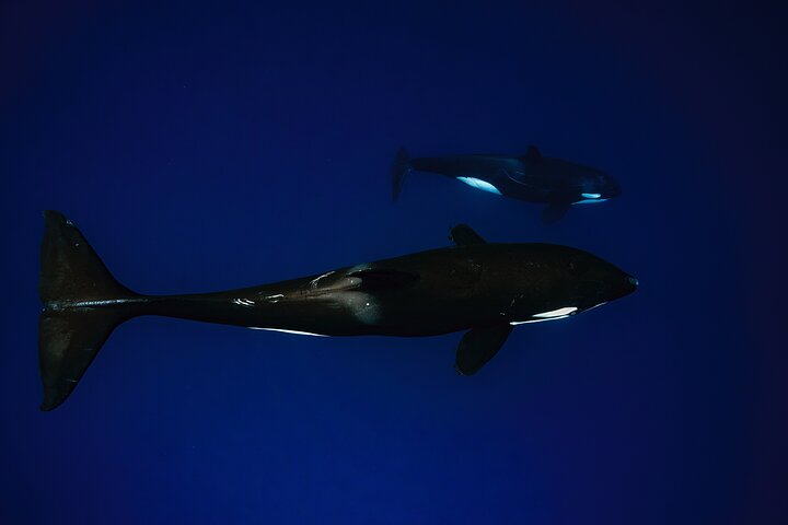 Ocean Safari: Sea Lions, Mobula Rays, Dolphins, Orcas & Whales